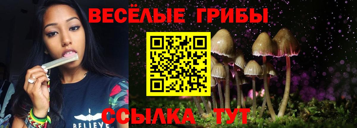 Галлюциногенные грибы Psilocybe Курск
